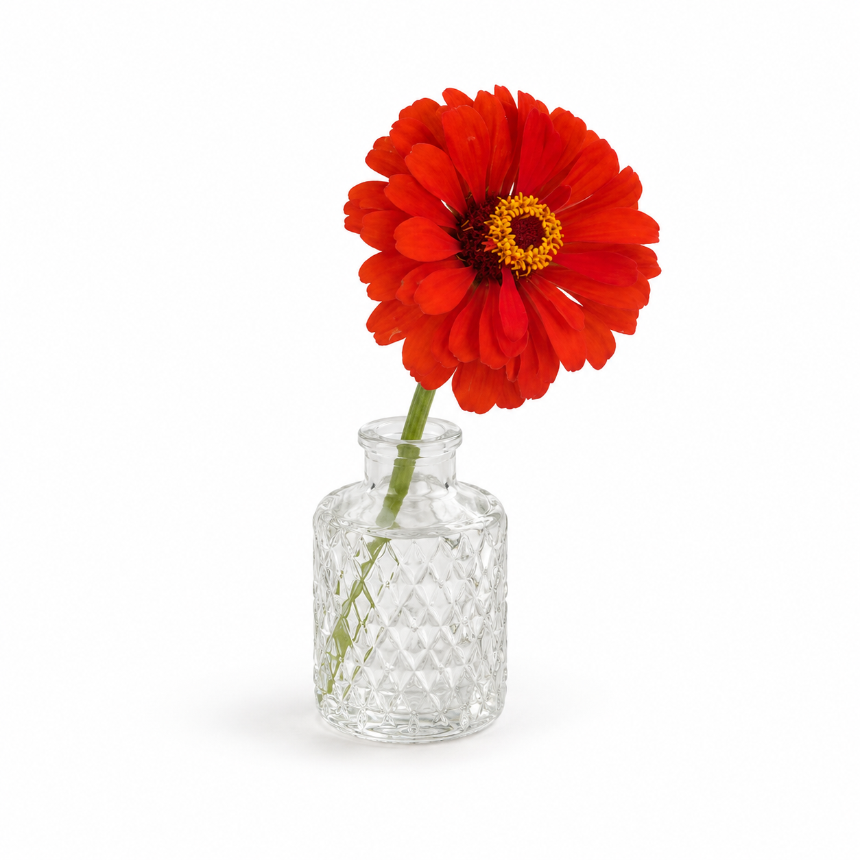 One clear glass bud vase holding a red-orange zinnia on a white background
